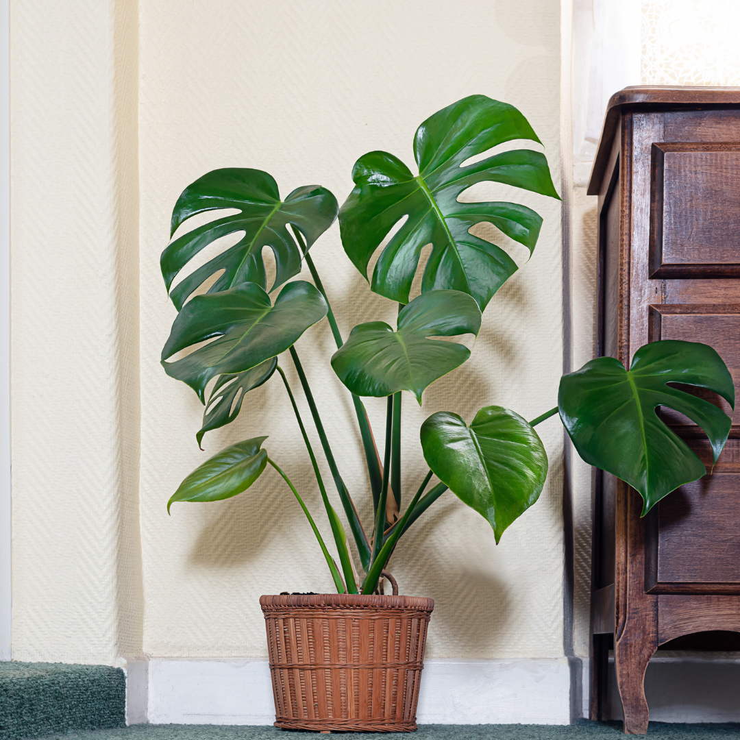 Plante bébé Aglaonema commutatum rouge de Chine