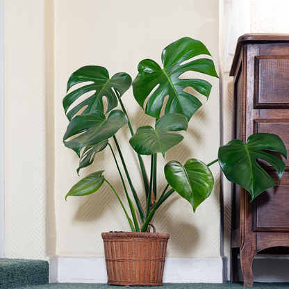 Plante bébé Aglaonema commutatum rouge de Chine