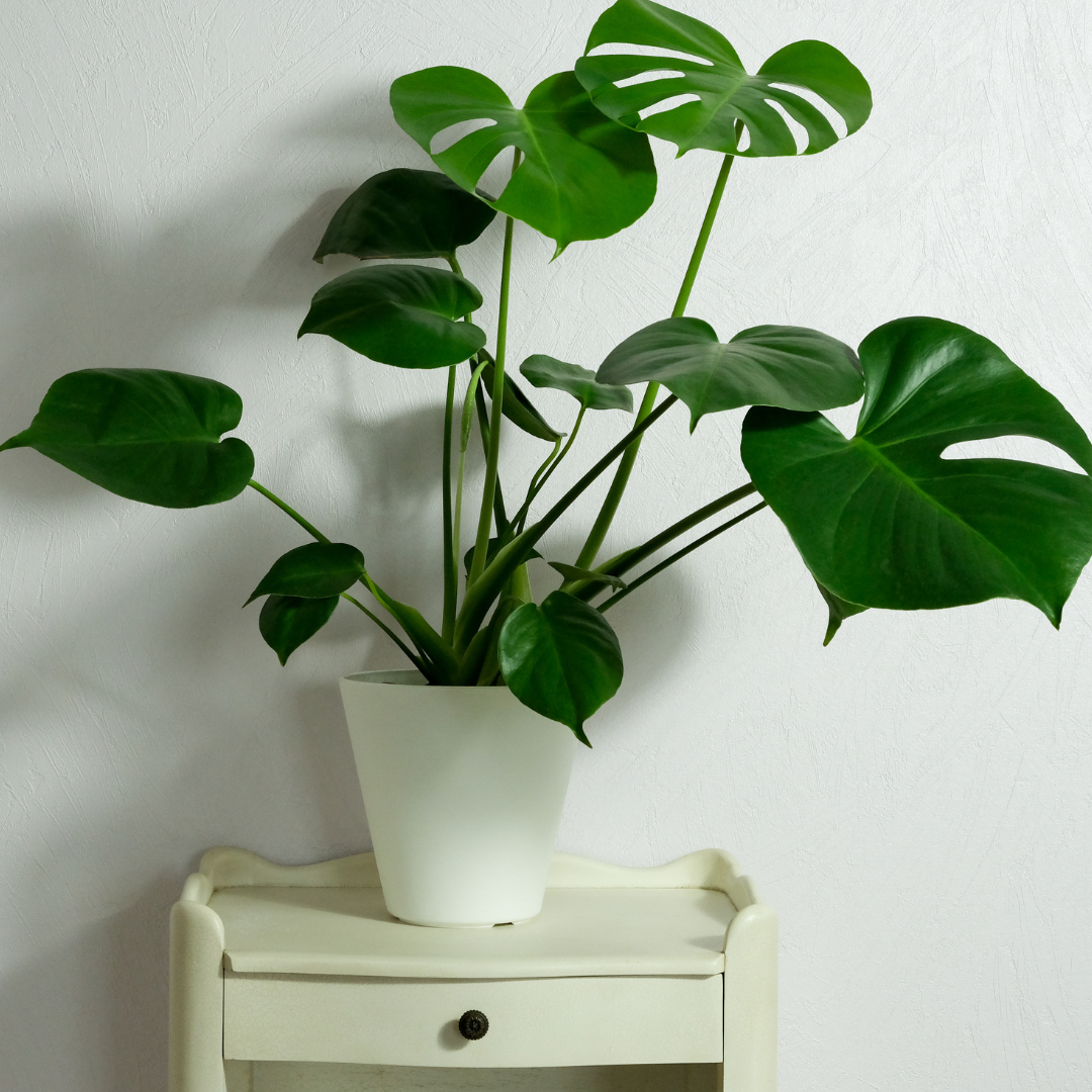 Plante bébé Aglaonema commutatum rouge de Chine