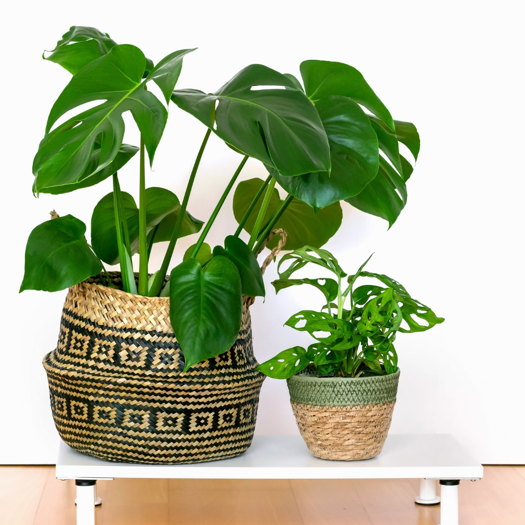 Plante bébé Aglaonema commutatum rouge de Chine