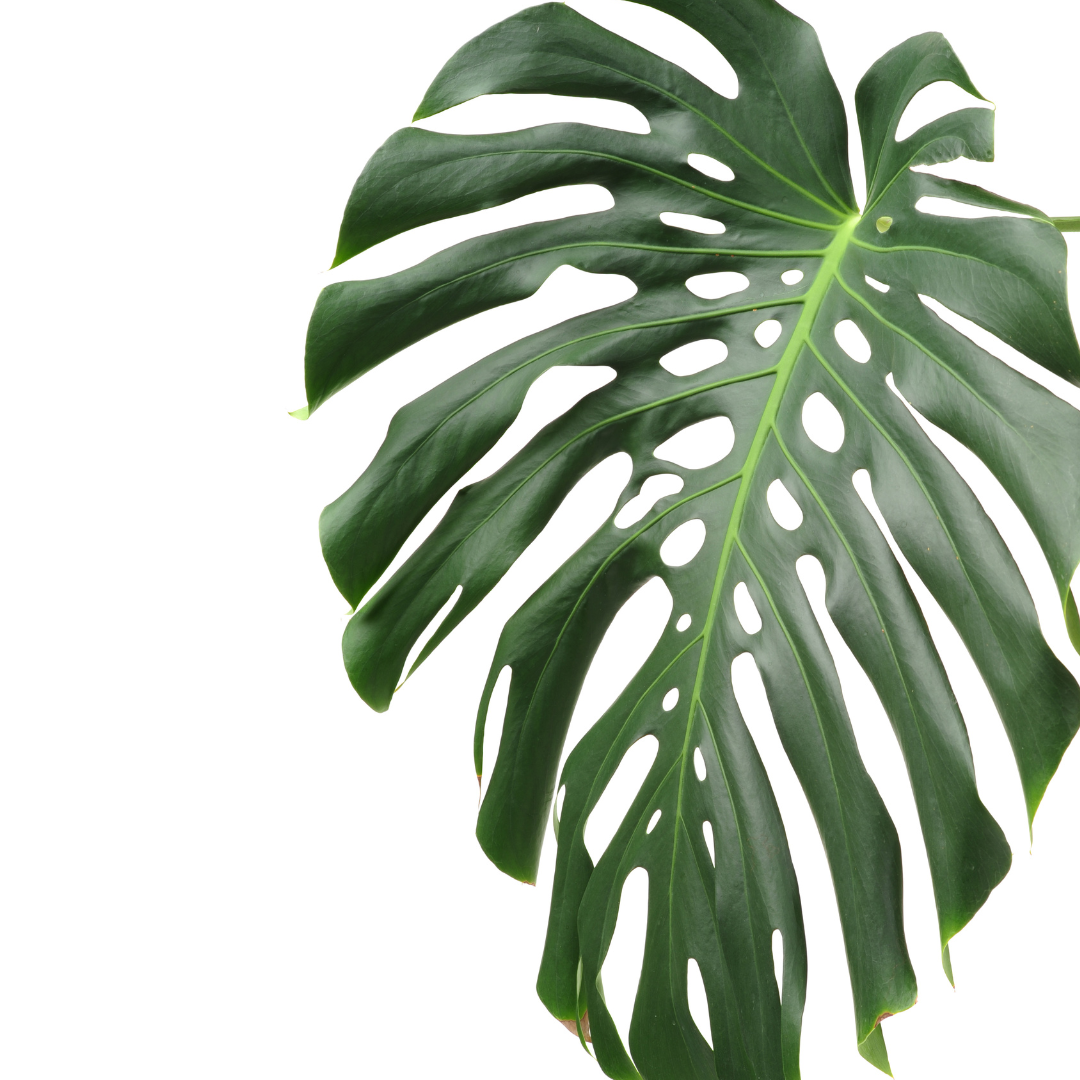 Plante bébé Aglaonema commutatum rouge de Chine