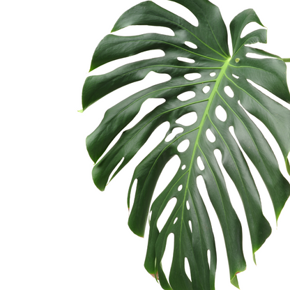 Plante bébé Aglaonema commutatum rouge de Chine