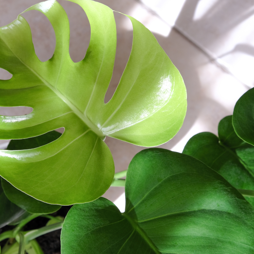 Plante bébé Aglaonema commutatum rouge de Chine