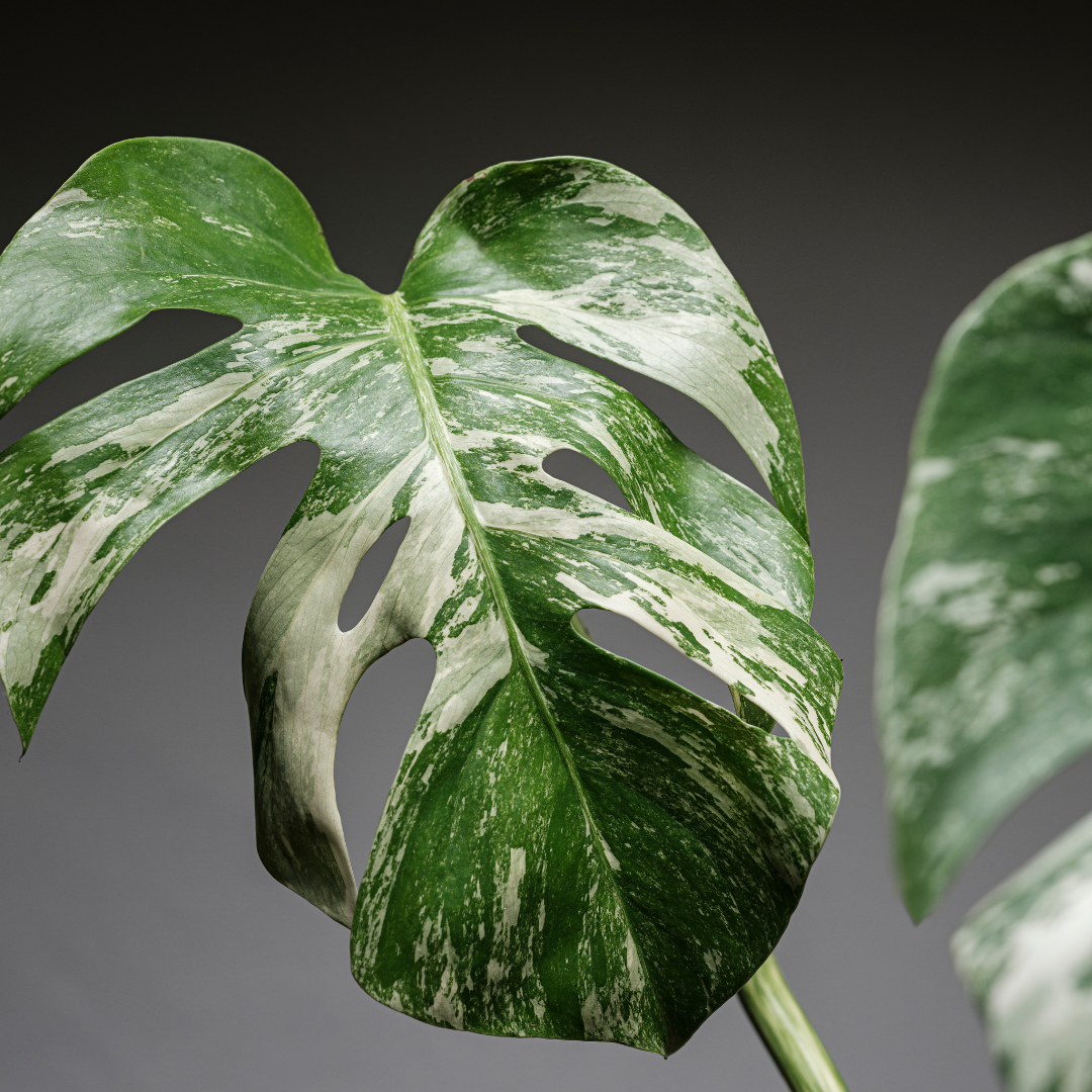 Baby plant Aglaonema commutatum China red