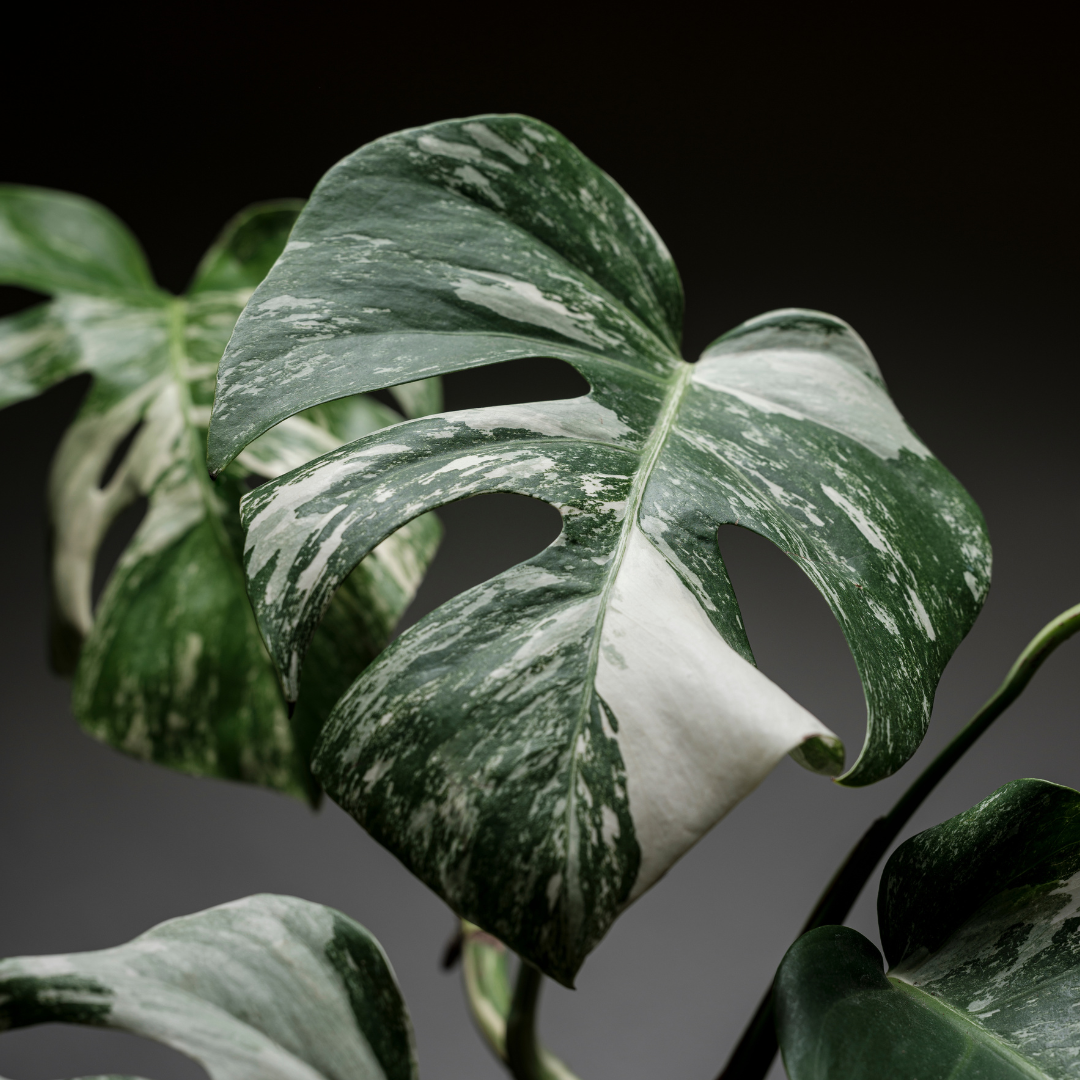 Baby plant Aglaonema commutatum China red