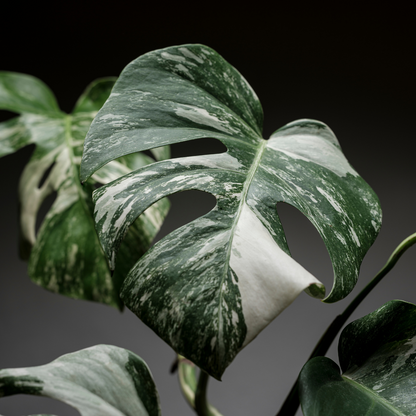 Baby plant Aglaonema commutatum China red