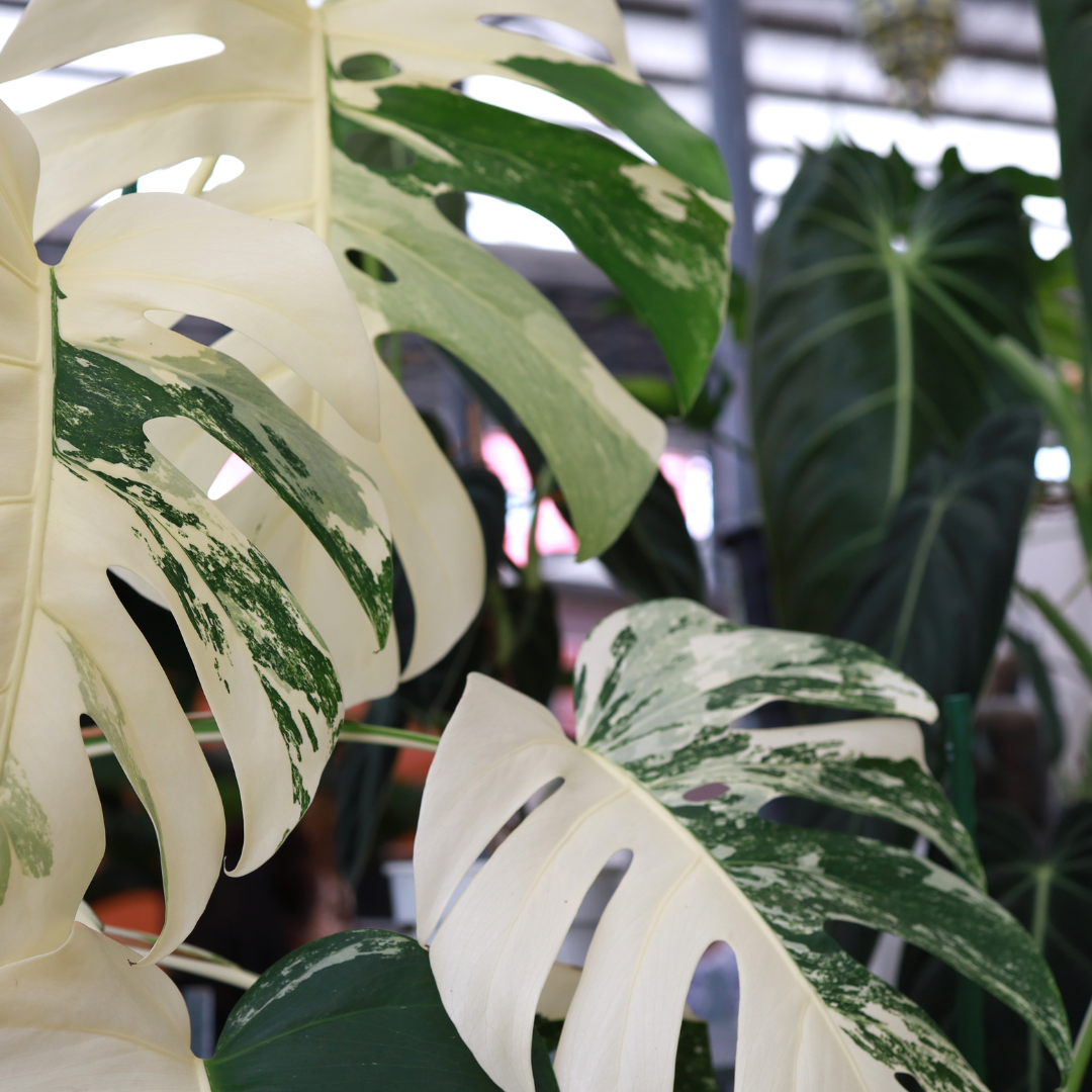 Baby plant Aglaonema commutatum China red