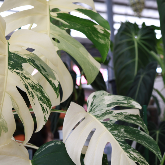 Baby plant Aglaonema commutatum China red