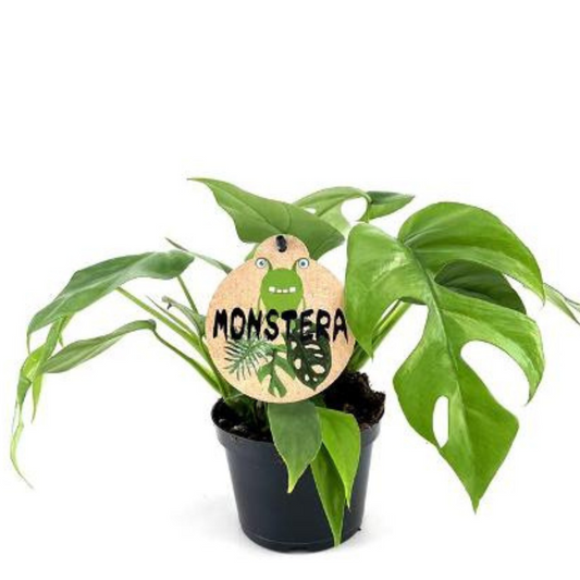 Baby plant Aglaonema commutatum China red