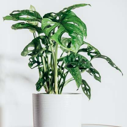 Monstera obliqua Monkey Mask