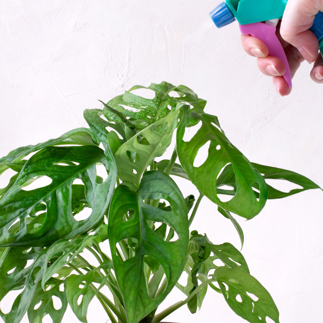 Monstera obliqua Monkey Mask