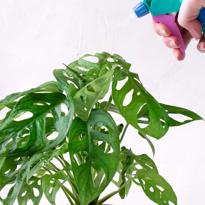 Monstera obliqua Monkey Mask