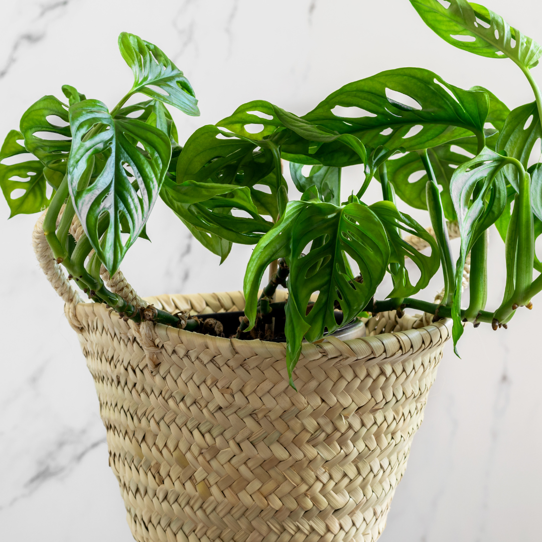 Monstera obliqua Monkey Mask