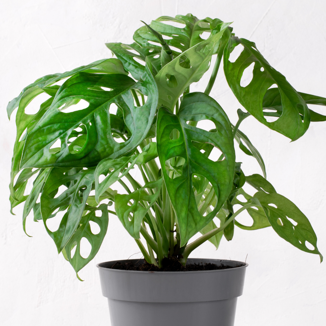 Monstera obliqua Monkey Mask