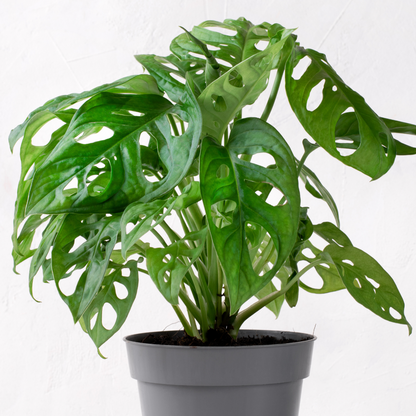 Monstera obliqua Monkey Mask