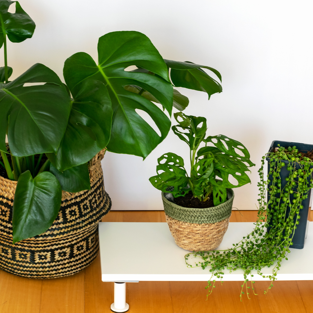 Monstera obliqua Monkey Mask