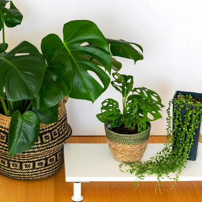 Monstera obliqua Monkey Mask