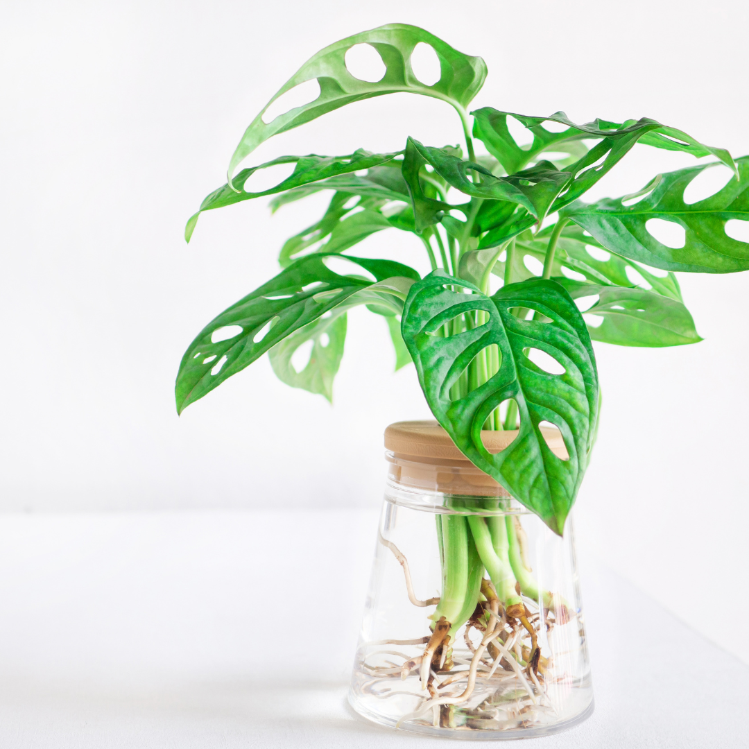 Monstera obliqua Monkey Mask