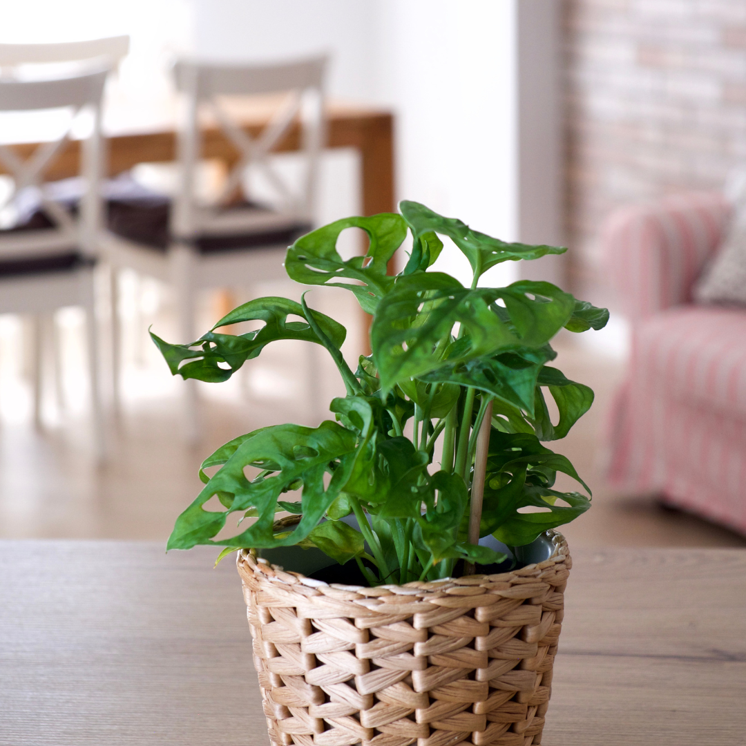Monstera obliqua Monkey Mask