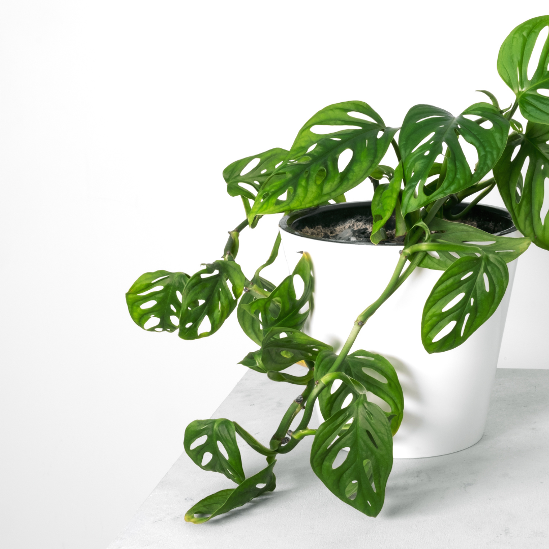 Monstera obliqua Monkey Mask