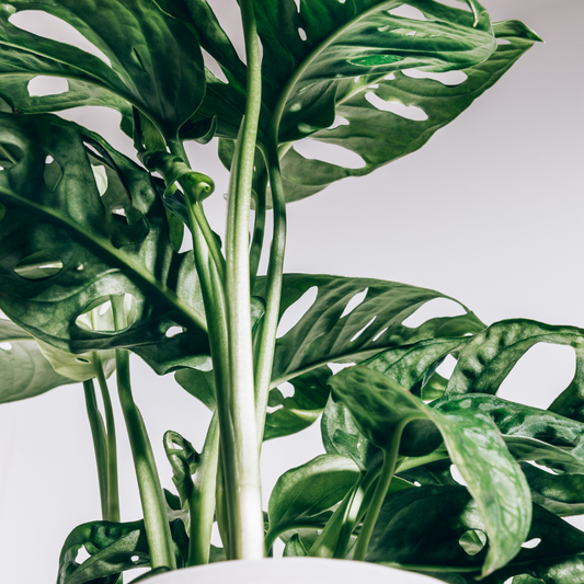 Monstera obliqua Monkey Mask