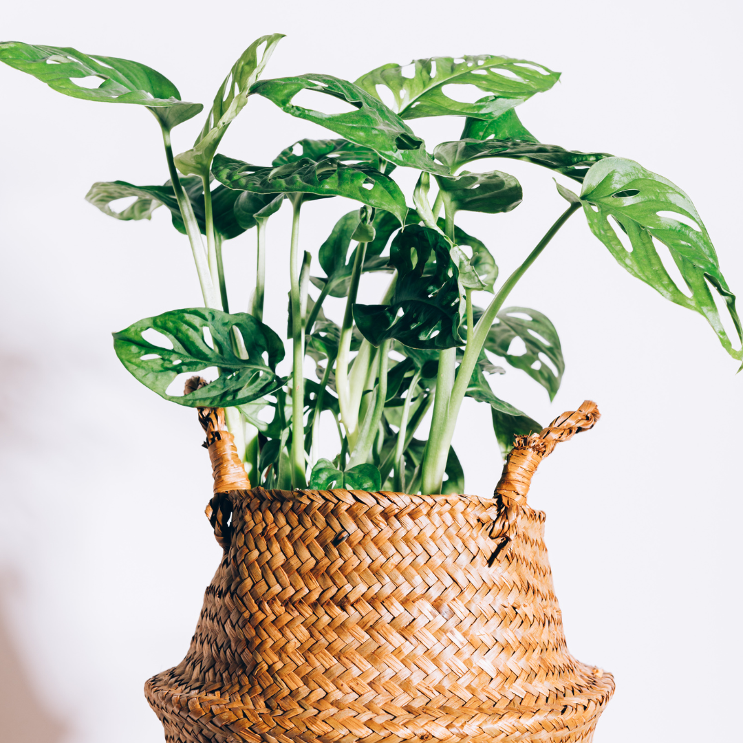Monstera obliqua Monkey Mask