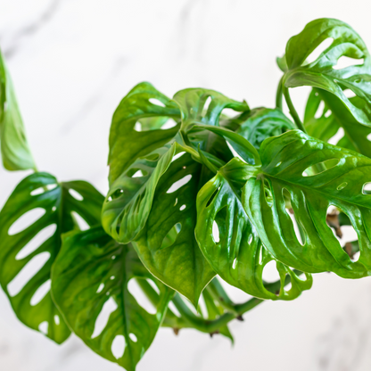 Monstera obliqua Monkey Mask