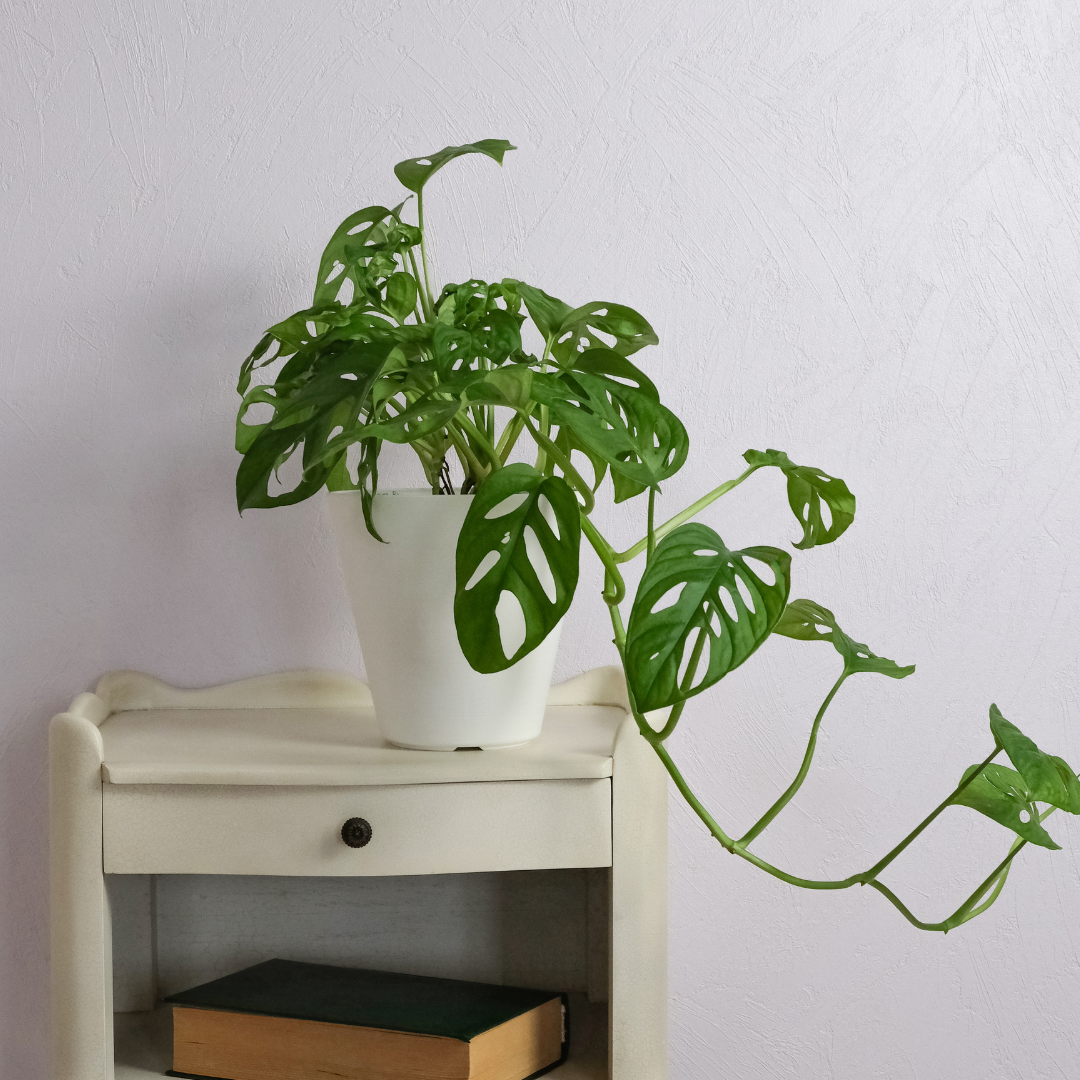 Monstera obliqua Monkey Mask