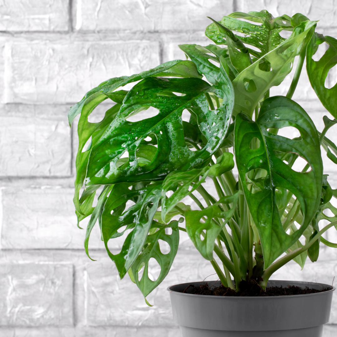 Monstera obliqua Monkey Mask