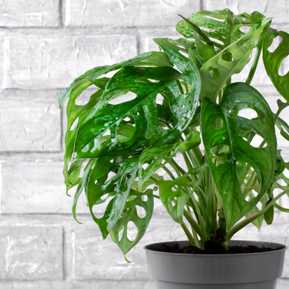 Monstera obliqua Monkey Mask