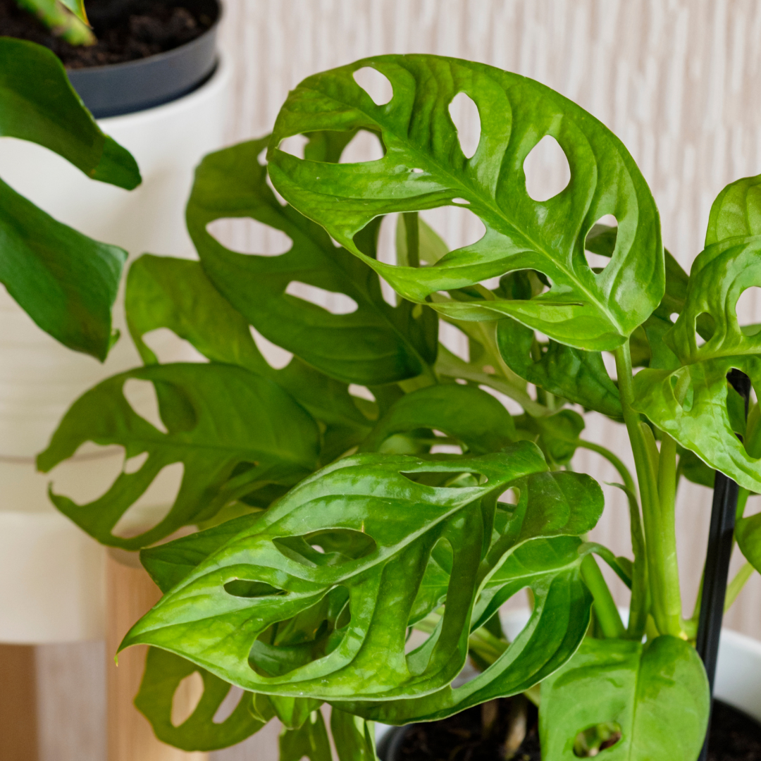 Monstera obliqua Monkey Mask