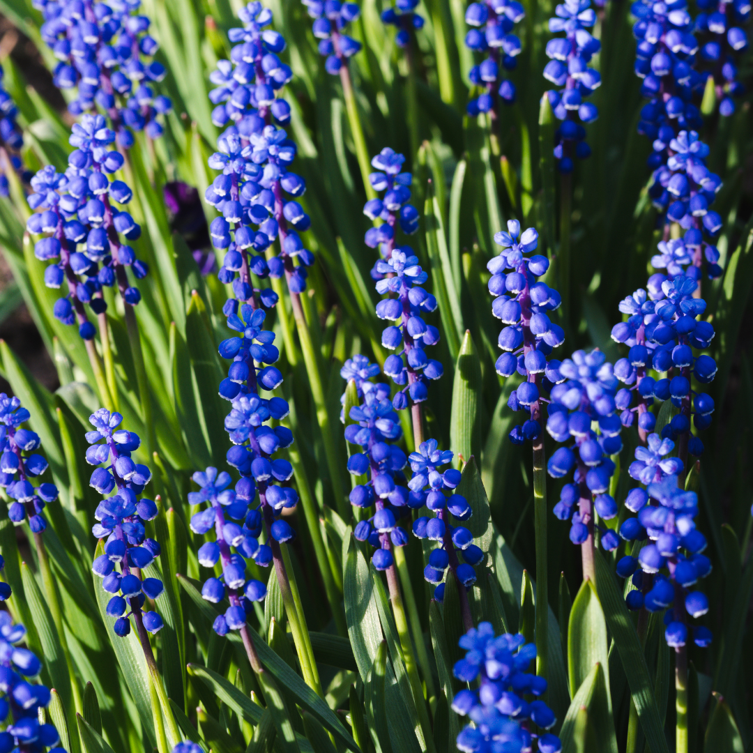 Muscari armeniacum 20 Stück