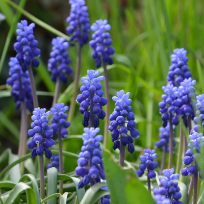 Muscari armeniacum 20 pieces