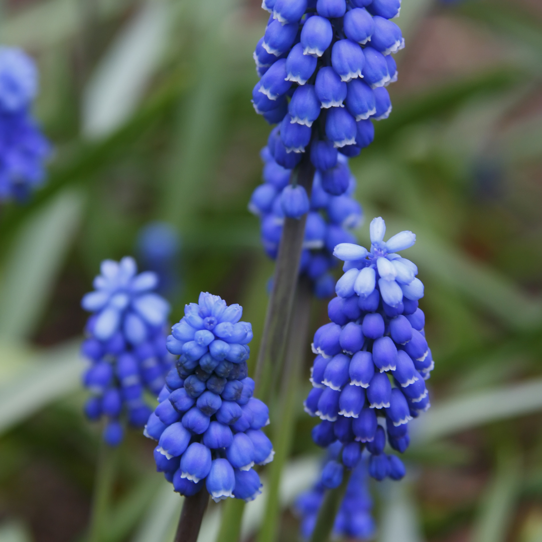 Muscari armeniacum 20 Stück