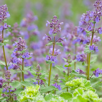 Nepeta x faassenii Walkers Low