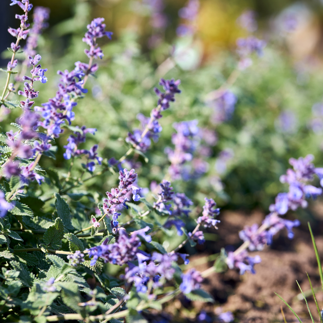 Nepeta x faassenii Walkers Low