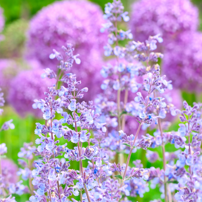 Nepeta x faassenii Walkers Low