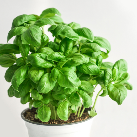 basilic