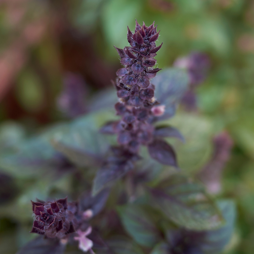 Basilic 'Magic Blue'