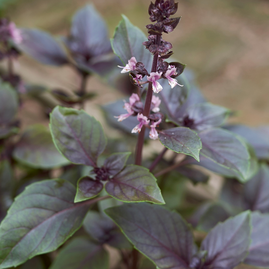 Basilic 'Magic Blue'