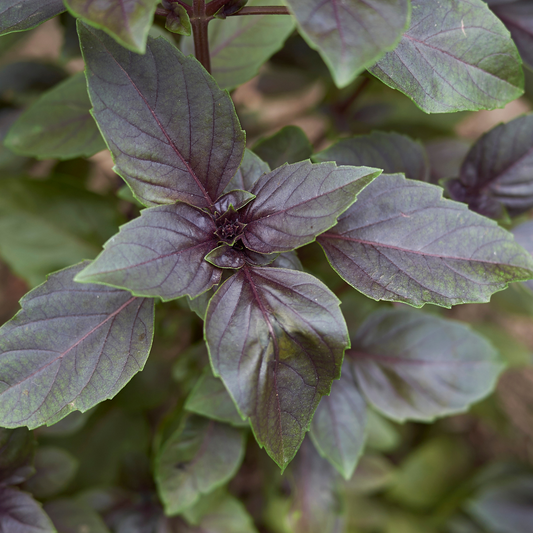 Basilic 'Magic Blue'