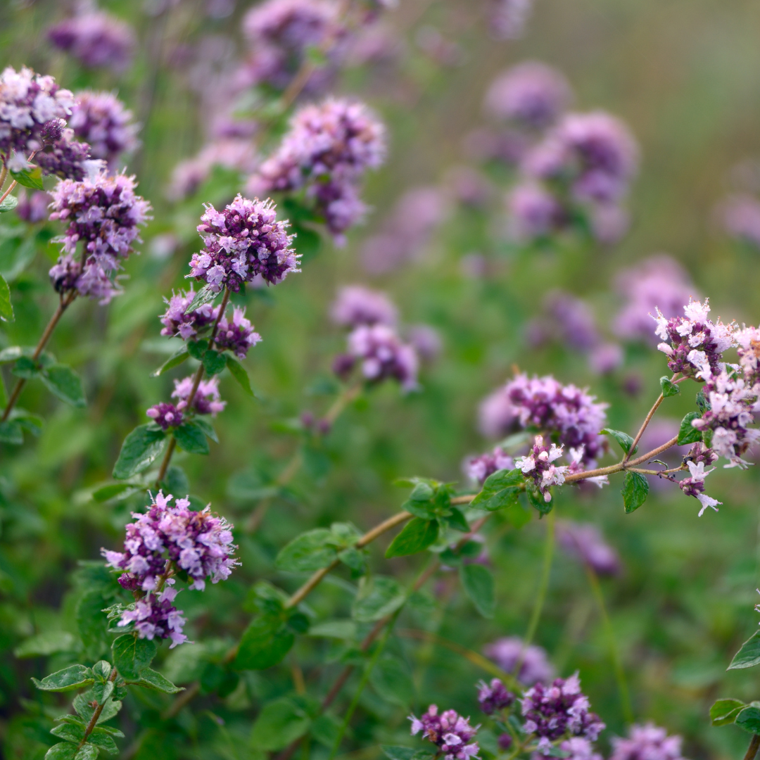 Origanum vulgare