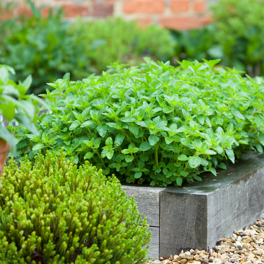 Origanum vulgare