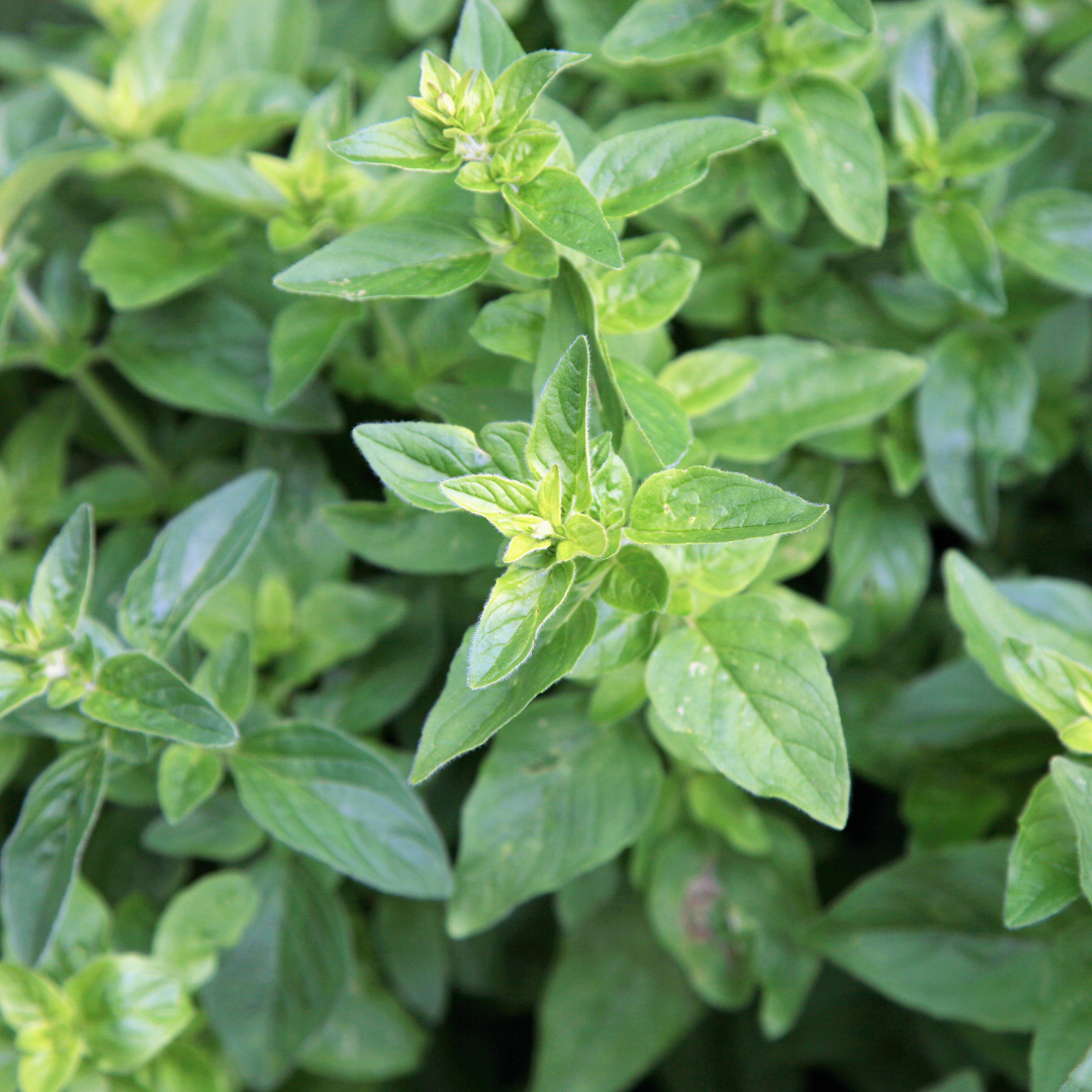 Origanum vulgare