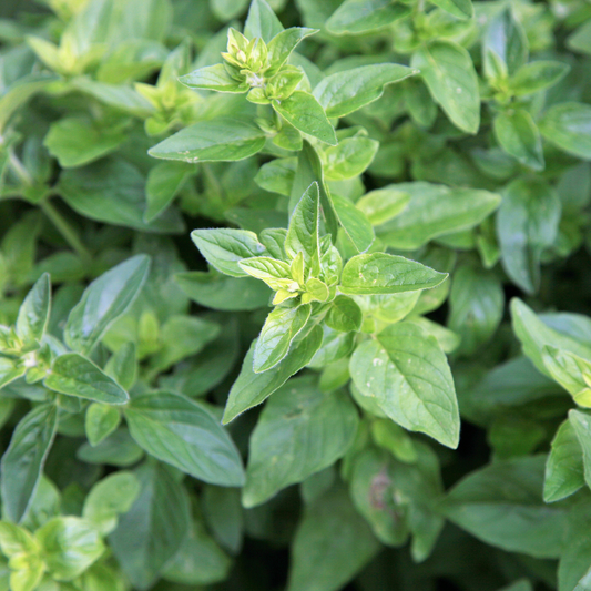Origanum vulgare