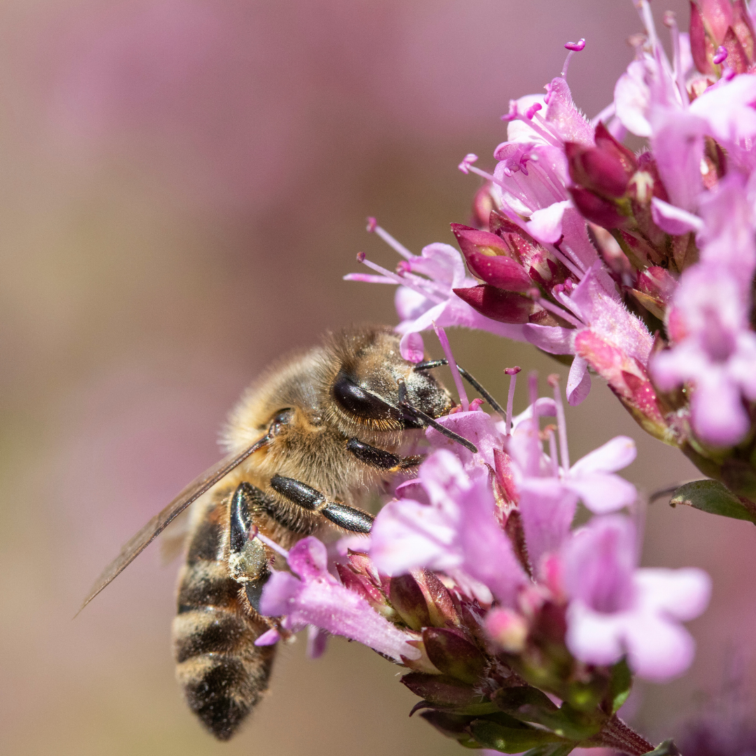 Origanum vulgare