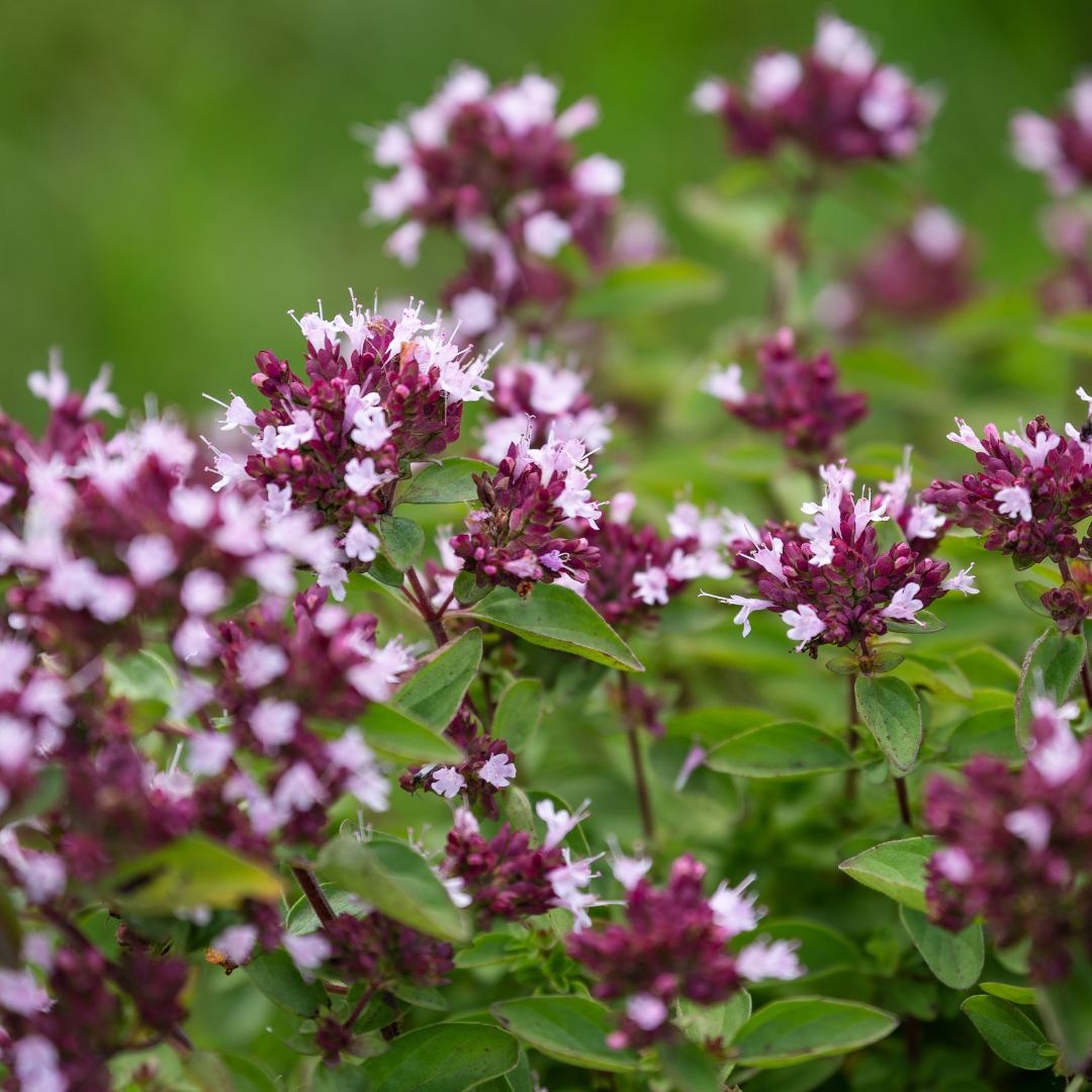 Origanum vulgare