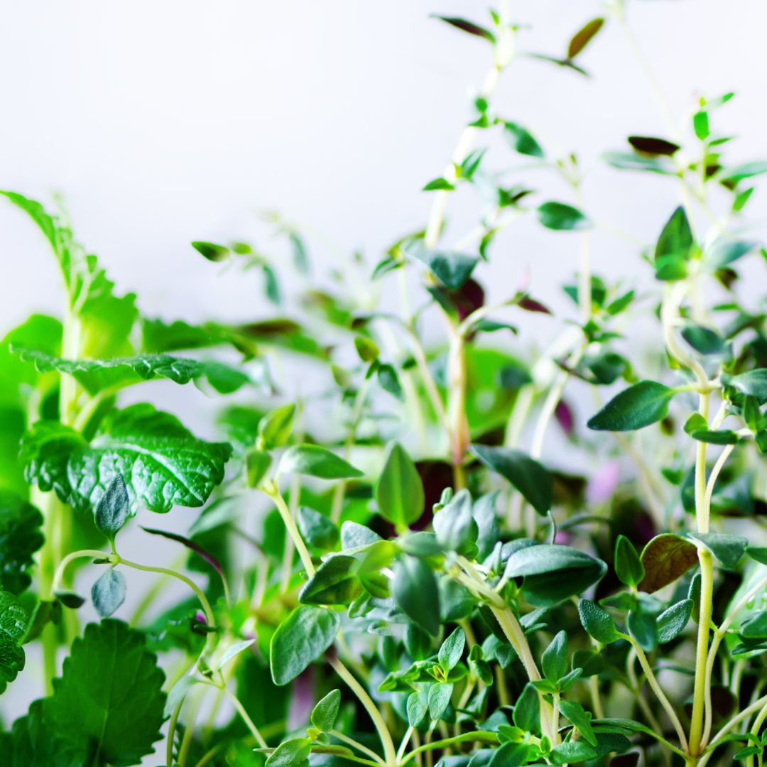 Origanum vulgare