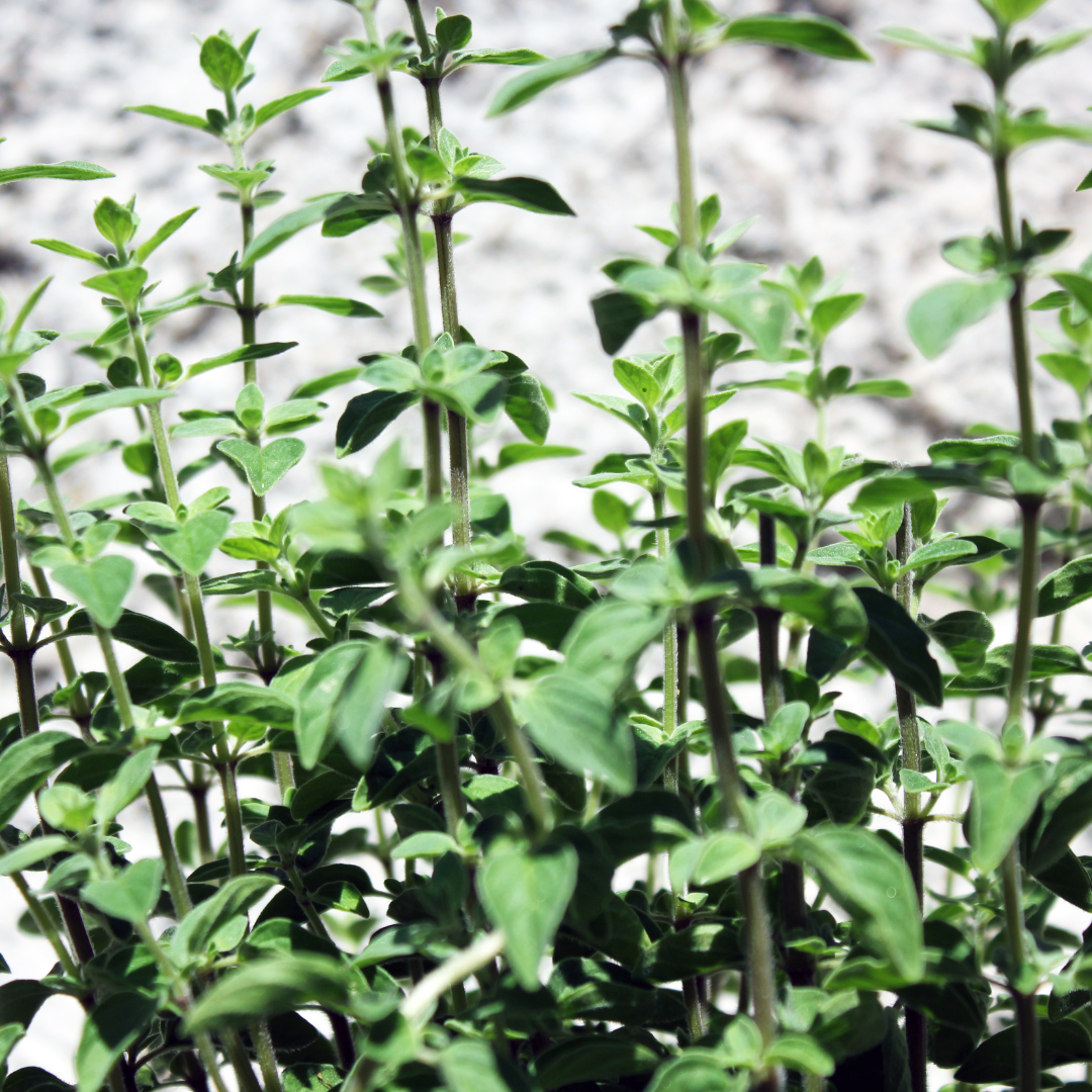 Origanum vulgare