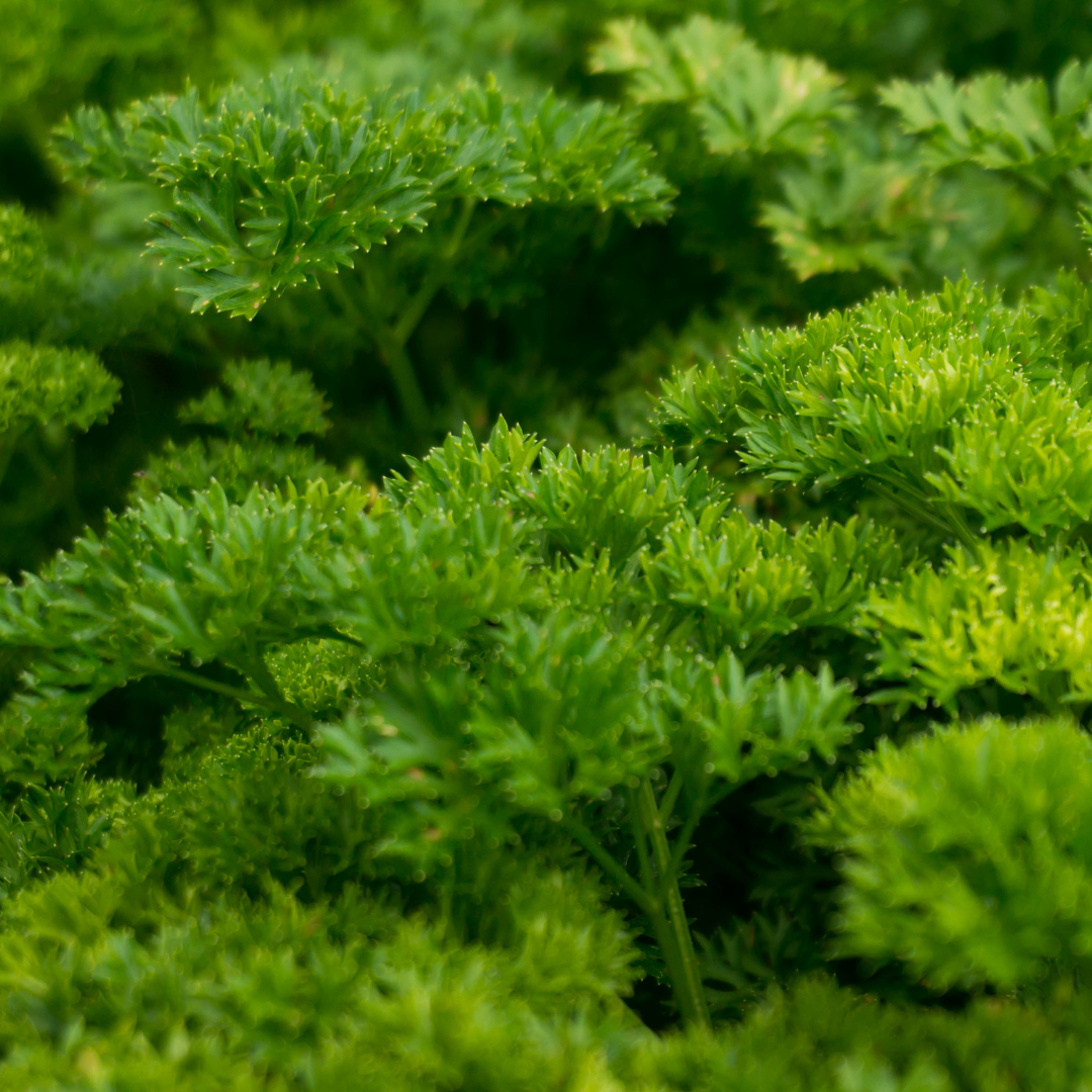 Petroselinum crispum 'Émeraude'
